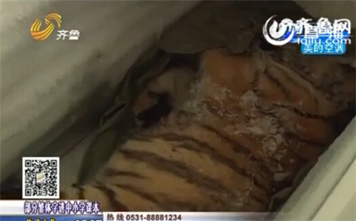 平度幼虎墜亡事件處理結果:養虎人辭去市人大代表職務