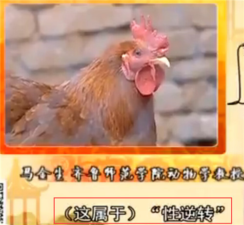 聊城一村民家中母雞變異成公雞 兼顧打鳴和下蛋