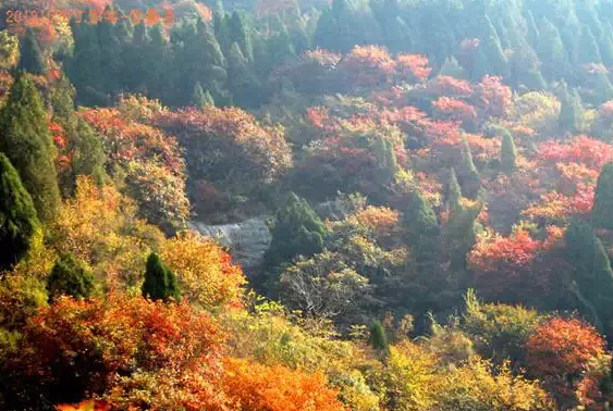 濟(jì)南春游最強(qiáng)攻略 野外燒烤賞花約起來(lái)！