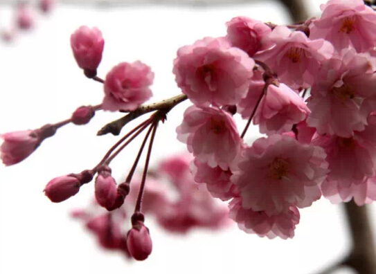 濟南春游最強攻略 野外燒烤賞花約起來！