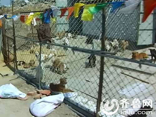 泰山小動物保護中心窘況：狗糧緊缺 下山買水挺貴