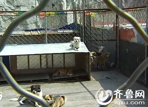 泰山小動物保護中心窘況：狗糧緊缺 下山買水挺貴