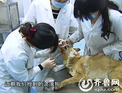 泰山小動物保護中心窘況：狗糧緊缺 下山買水挺貴