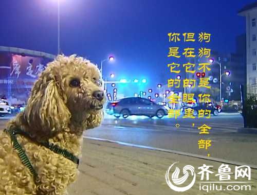 泰山小動物保護中心窘況：狗糧緊缺 下山買水挺貴