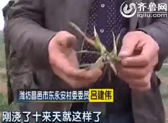 濰坊農戶澆水后麥苗變枯草 灌溉河被污染水質變綠