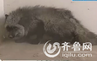 濟(jì)南孫村社區(qū)居民抓到一只狐貍 動(dòng)物園拒收建議放生