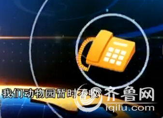 濟(jì)南孫村社區(qū)居民抓到一只狐貍 動(dòng)物園拒收建議放生