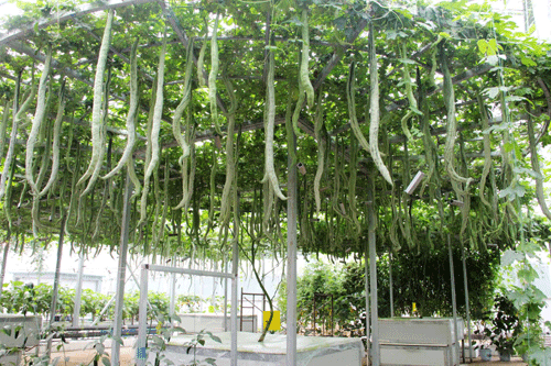 山東壽光舉行國(guó)際蔬菜科技博覽會(huì)