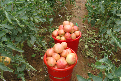 王墳鎮有機蔬菜質量好賣價高銷售俏