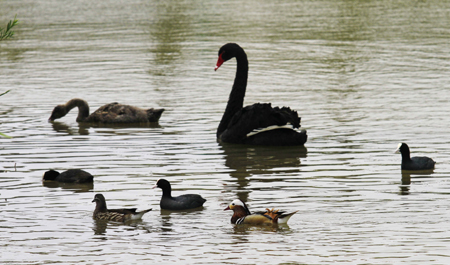 黃河三角洲——鳥的樂園