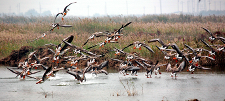 黃河三角洲——鳥的樂園