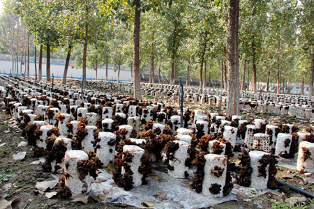 黃河三角洲的高效生態之路