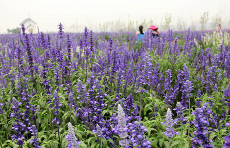 濟南大力發展生態旅游 打造泉城“普羅旺斯”