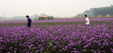 濟南大力發展生態旅游 打造泉城“普羅旺斯”