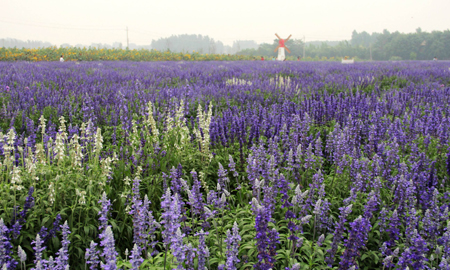 濟南大力發展生態旅游 打造泉城“普羅旺斯”