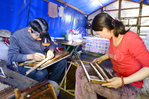 釀造甜蜜的養蜂人