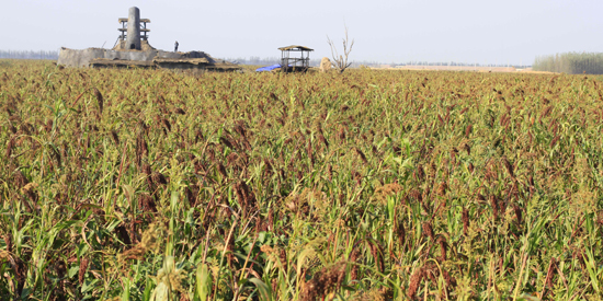 莫言出席紅高粱文化節 獲贈“高密人民勛章”