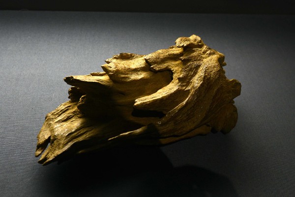 頂級珍貴沉香亮相山東博物館