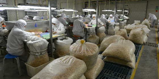 帶領農民致富的生姜第一出口大戶：山東萬興食品有限公司