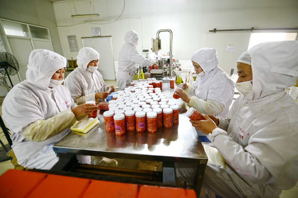 山東萊蕪:拉長生姜產業鏈條