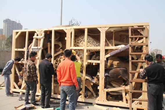 非洲大象、長頸鹿標(biāo)本抵達(dá)山東博物館