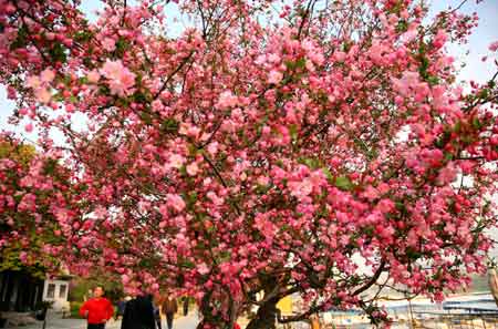 海棠花開莫愁湖