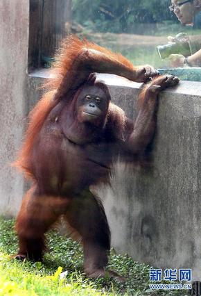 紅猩猩、斑狐猴落戶上海動物園