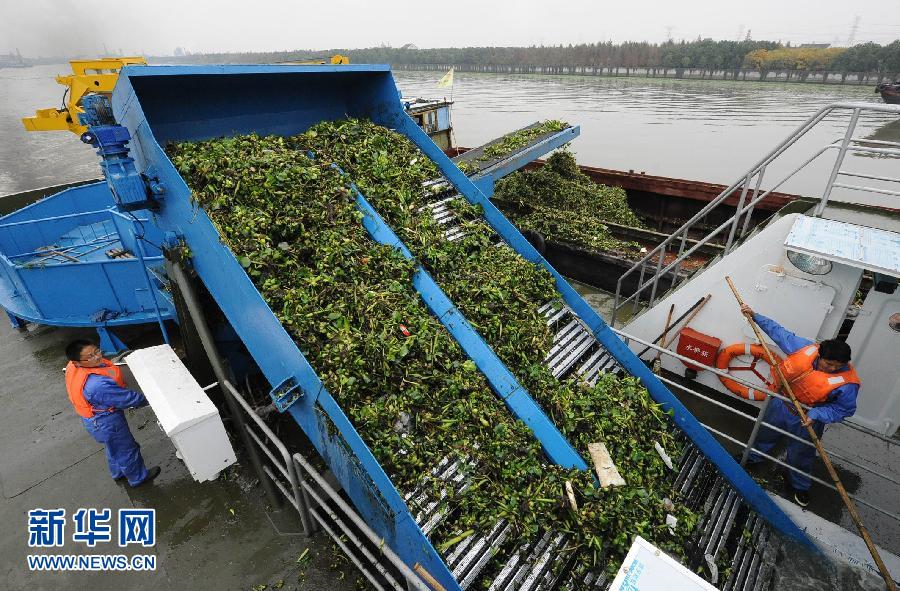 上海環衛清理江面水葫蘆