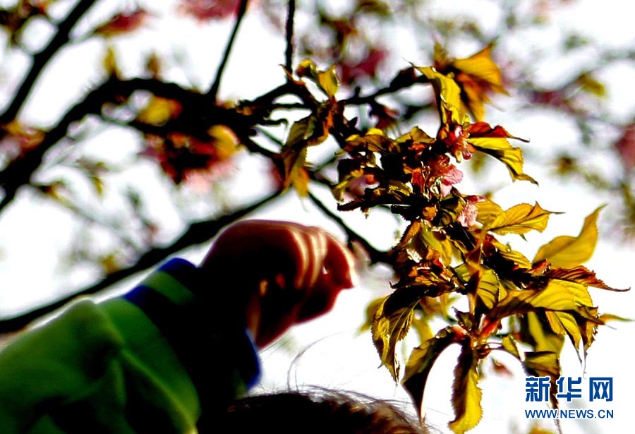 2012上海櫻花節“櫻之緣”攝影賽開拍