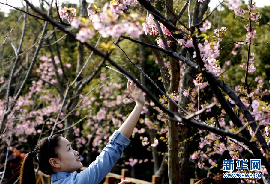 2012上海櫻花節“櫻之緣”攝影賽開拍