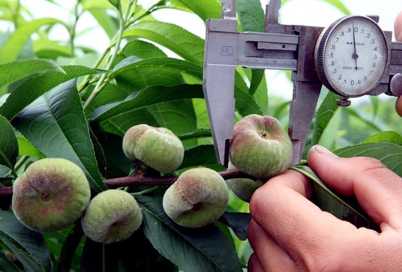 金山蟠桃獲批國(guó)家地理標(biāo)志保護(hù)產(chǎn)品