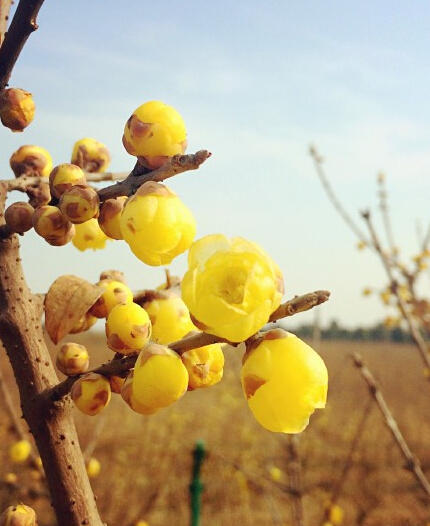 申城蠟梅梅花相伴迎羊年 蠟梅初開較往年遲兩周
