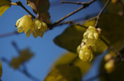 申城蠟梅梅花相伴迎羊年 蠟梅初開較往年遲兩周