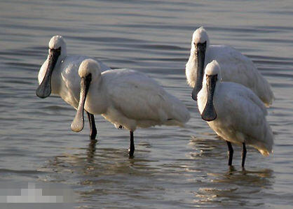 上海近日發現至少10只黑臉琵鷺 為全球瀕危鳥種