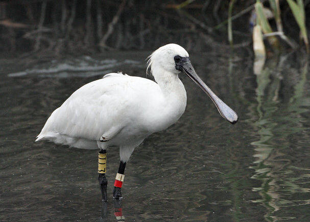 上海近日發(fā)現(xiàn)至少10只黑臉琵鷺 為全球?yàn)l危鳥(niǎo)種