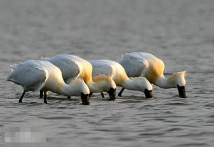 上海近日發(fā)現(xiàn)至少10只黑臉琵鷺 為全球?yàn)l危鳥種