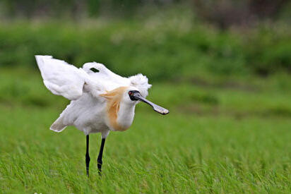 上海近日發現至少10只黑臉琵鷺 為全球瀕危鳥種