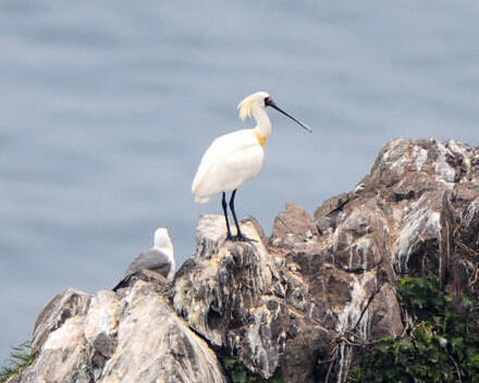 上海近日發現至少10只黑臉琵鷺 為全球瀕危鳥種