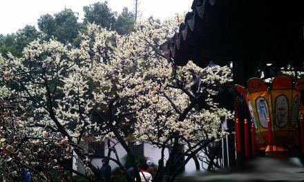 上海古猗園今年元宵晚間無燈會 白天有彩燈展