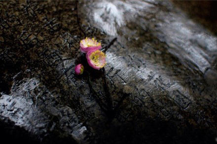 上海古猗園今年元宵晚間無燈會 白天有彩燈展