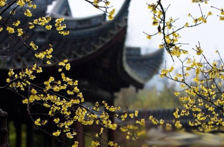 上海古猗園今年元宵晚間無燈會(huì) 白天有彩燈展