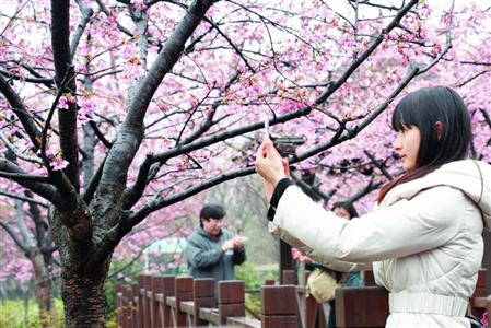 今年顧村公園櫻花節將限流:3月18日開幕 4月15日結束