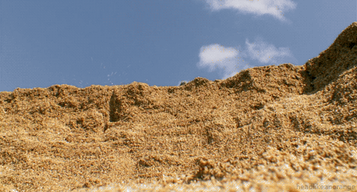 超萌動(dòng)物動(dòng)態(tài)組圖