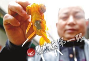 重慶退休工現(xiàn)場表演揭秘春晚金魚魔術(shù)(組圖)