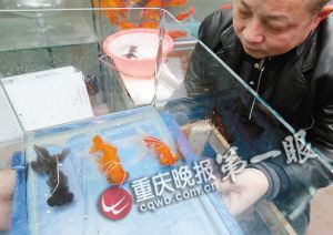 重慶退休工現場表演揭秘春晚金魚魔術(組圖)