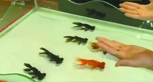 春晚金魚魔術(shù)當事人揭謎底：魔術(shù)其實有“機關(guān)”