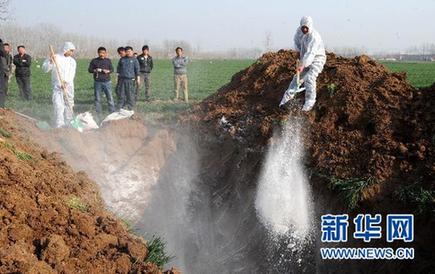 暴利驚人:揭秘“瘦肉精”地下產業鏈