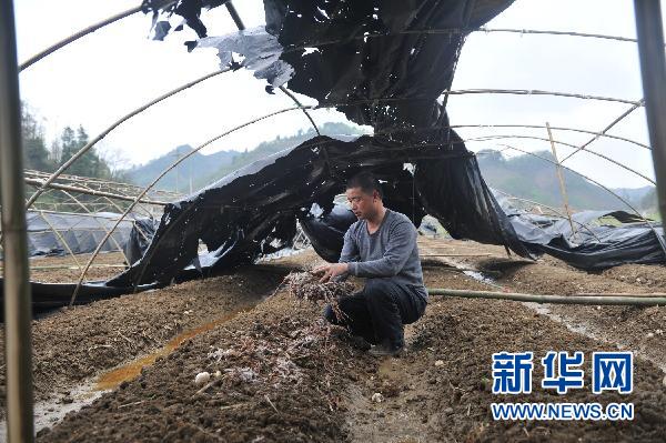 貴州10個縣區遭受冰雹災害 損失嚴重