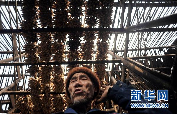 貴州10個縣區(qū)遭受冰雹災(zāi)害 損失嚴重