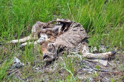 鄱陽湖小磯山疑現